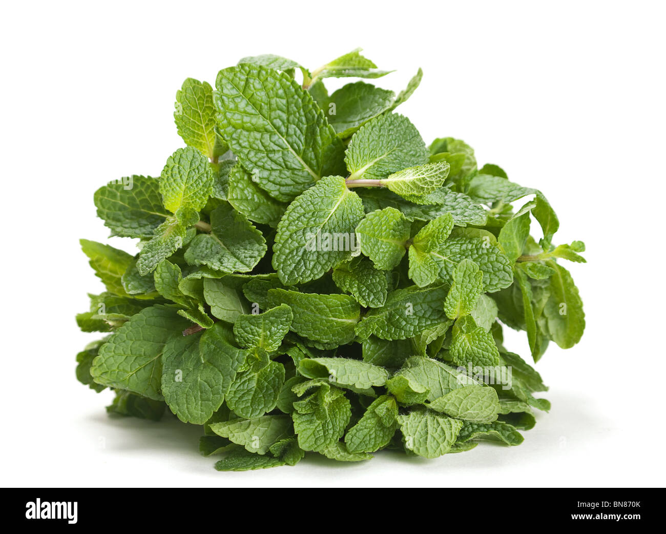 Verde erba fresca mazzetto di menta verde su bianco Foto Stock
