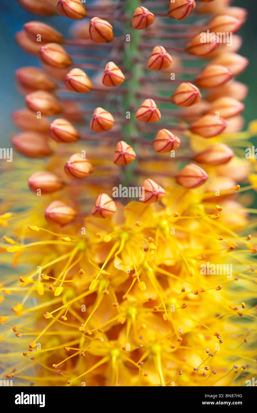 Eremurus 'Jeanne Claire' Candela Desert flower. Giglio di coda di volpe Foto Stock