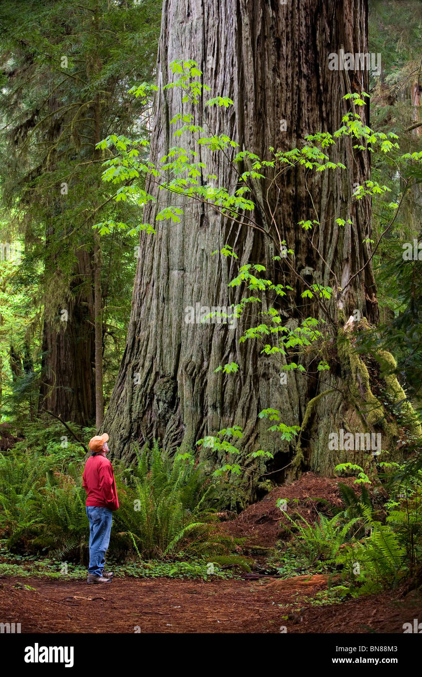 Escursionista Che Guarda Le Enormi Sequoie Costiere (Sequoia Sempervirens), Prairie Creek Redwoods St. Park, Redwood National Park, California Foto Stock