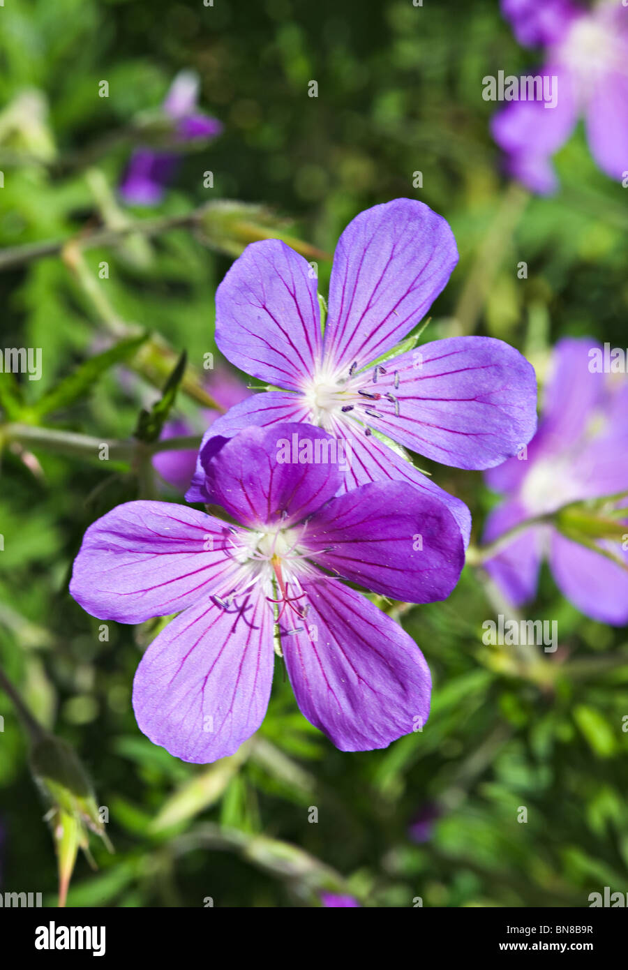 Viola Gerani in West Sussex Garden England Regno Unito Foto Stock