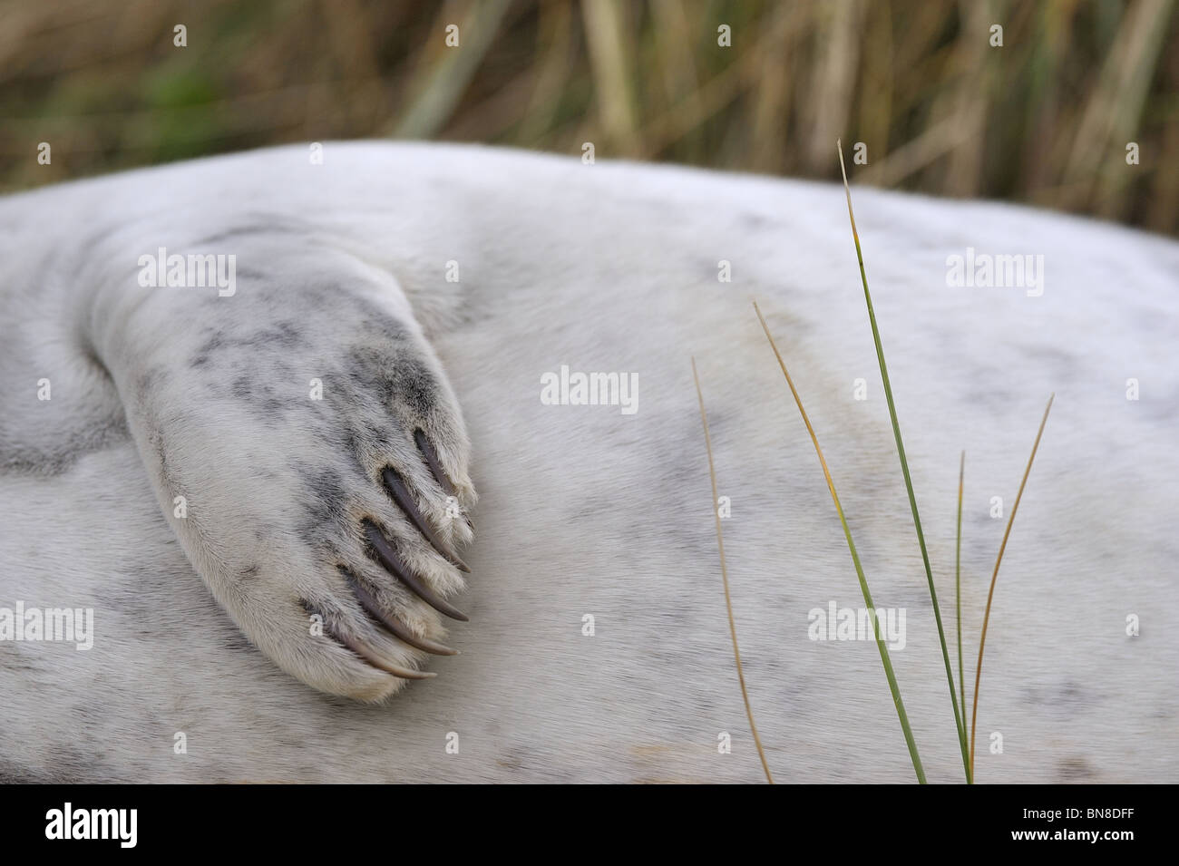 Guarnizione grigio (Halychoerus grypus) - dettaglio della pinna e artigli di un cucciolo - Lincolnshire Inghilterra Foto Stock