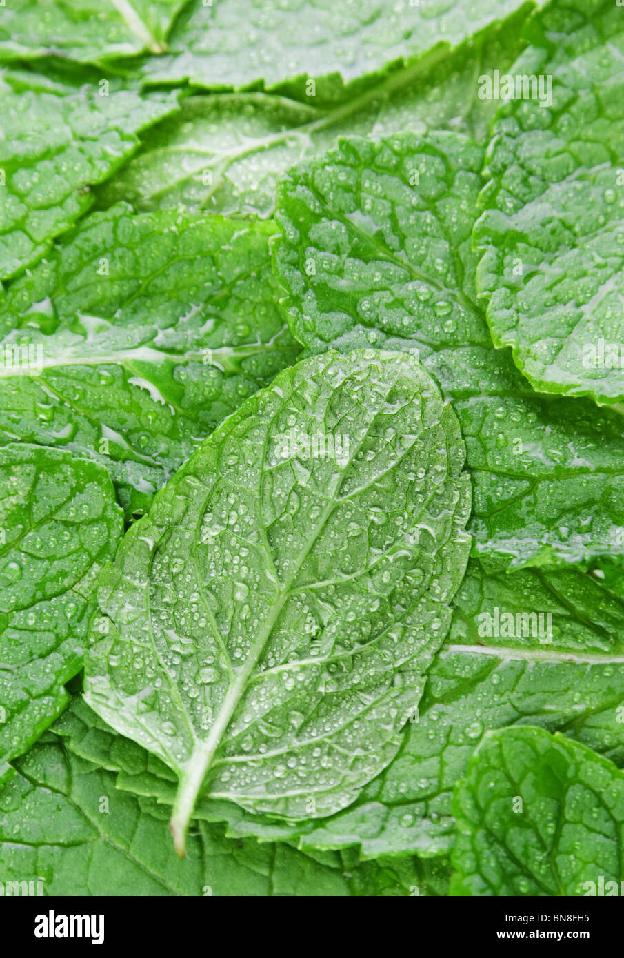 Menta verde erba verde foglia closeup visualizzare lo sfondo Foto Stock