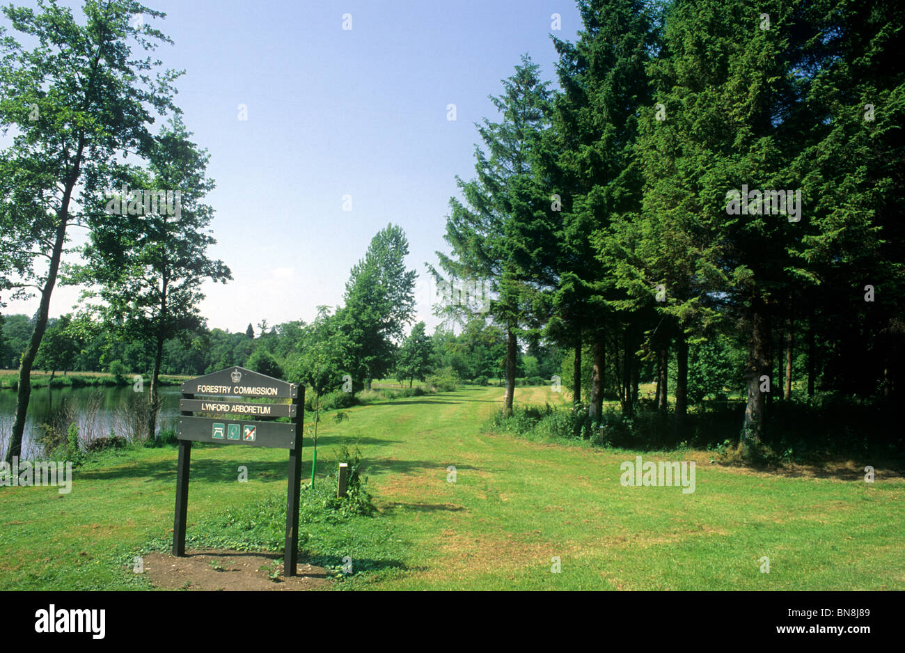 Lyndford arboreto, Thetford Forest, Norfolk, la Commissione forestale Inghilterra Inglese Regno Unito foreste arboreti Foto Stock