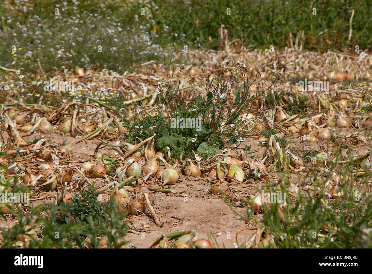 Le cipolle (Allium cepa) che cresce su un Scegli la tua fattoria, Sussex, Regno Unito Foto Stock