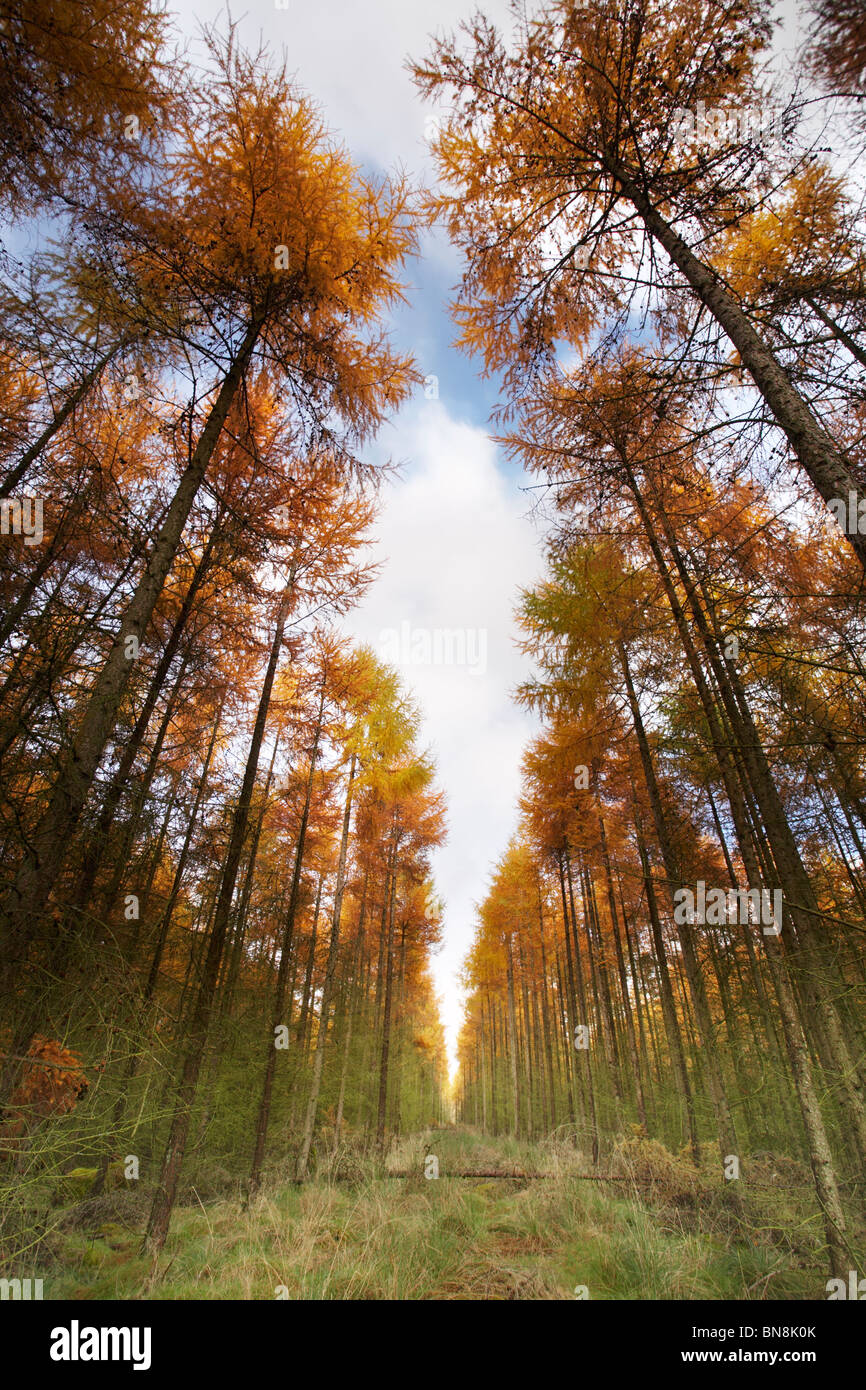Alberi di arco di autunno alti nella foresta di Dean, Gloucestershire, Inghilterra, Regno Unito Foto Stock