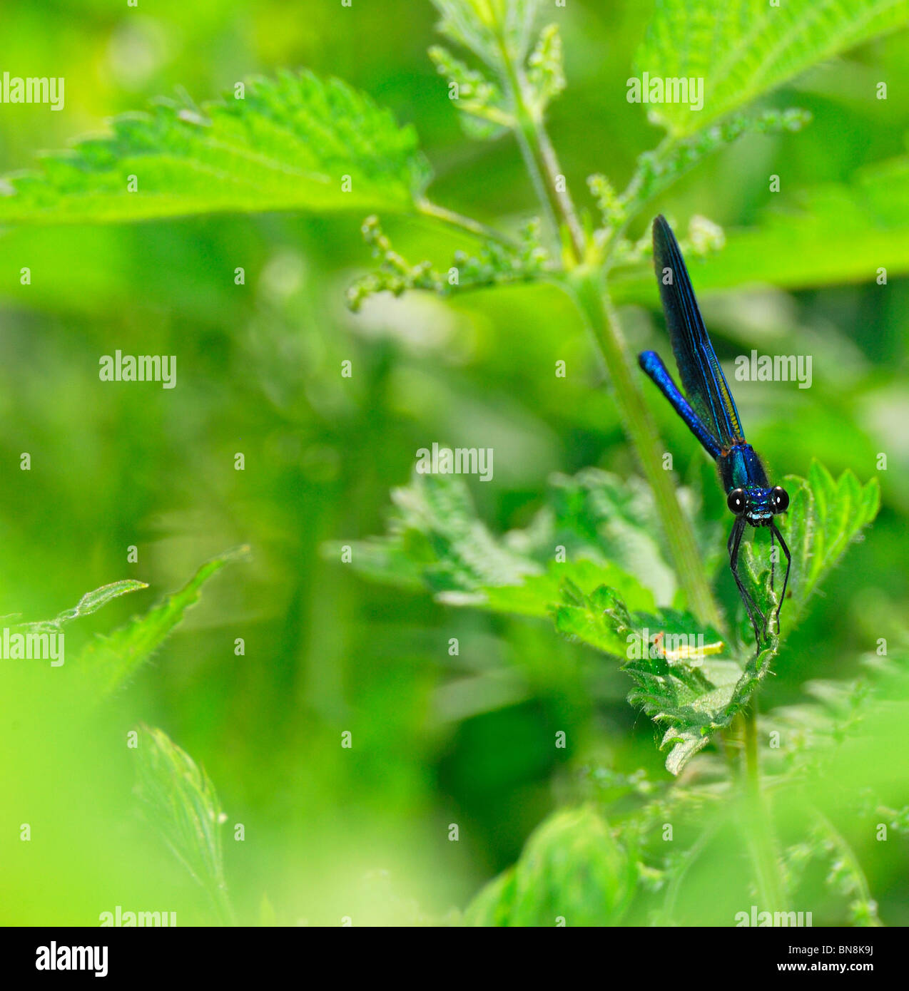 Demoiselle / Agrion Dasselfly, maschio (Calopteryx splendens / Agrion splendens) maschio. Kent, Regno Unito, giugno. Foto Stock