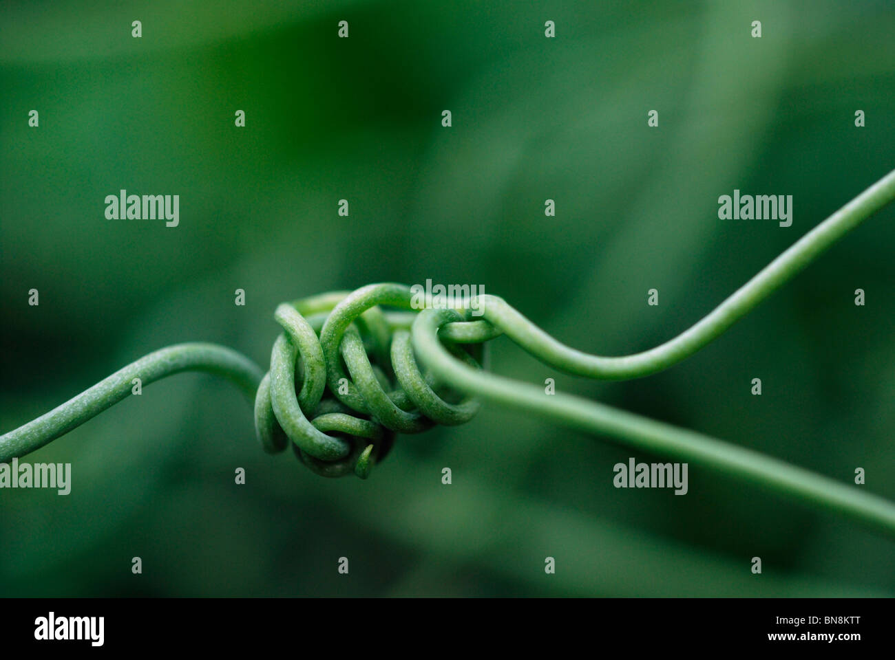 Il segnale di PEA shoot tenderils Foto Stock