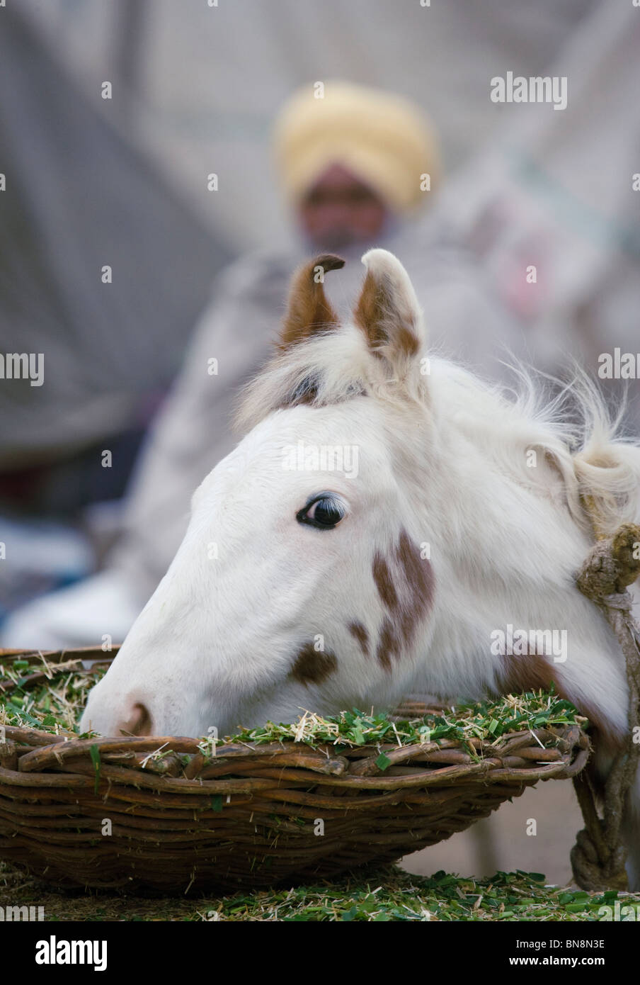 Fair Maghi Mela Punjab Mukstar India cavallo sikh Foto Stock