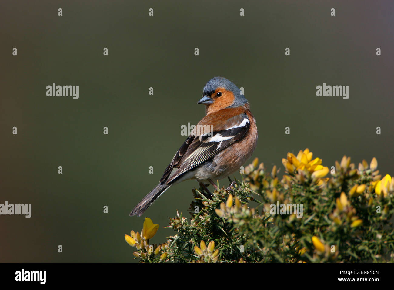 (Fringuello Fringilla coelebs), Norfolk, Regno Unito Foto Stock