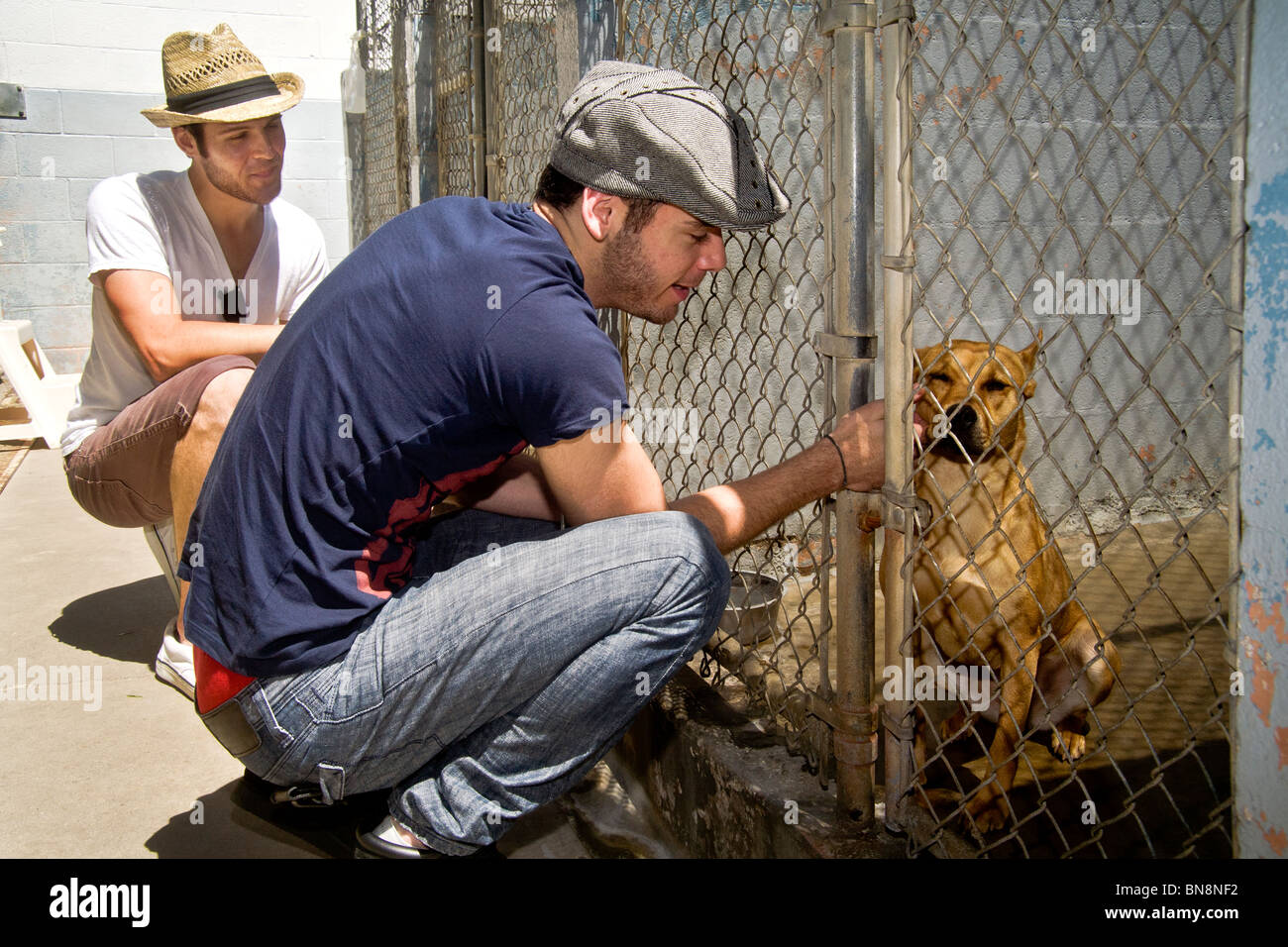 In cerca di un animale domestico, due giovani uomini considerano un cane randagio in una gabbia a Laguna Beach, CA. animal shelter. Modello di rilascio Foto Stock