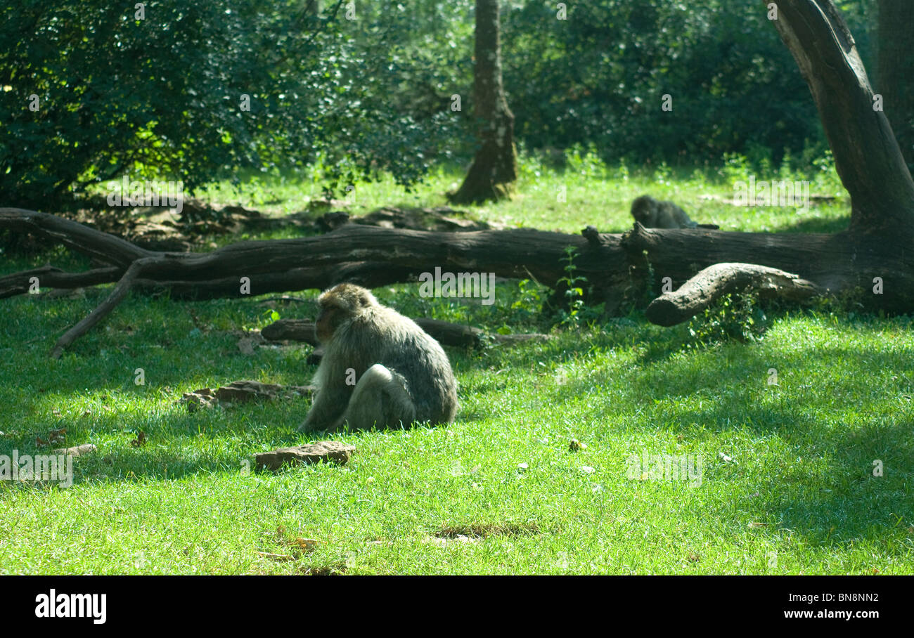 Barberia macachi, o scimmie, vivono liberi in 50 acri di foresta protetta in [La Foret des Singes[ vicino a Rocamadour Foto Stock