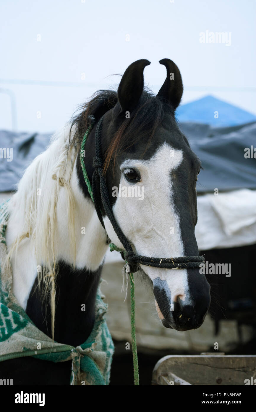 Fair Maghi Mela Punjab Mukstar India cavallo sikh Foto Stock