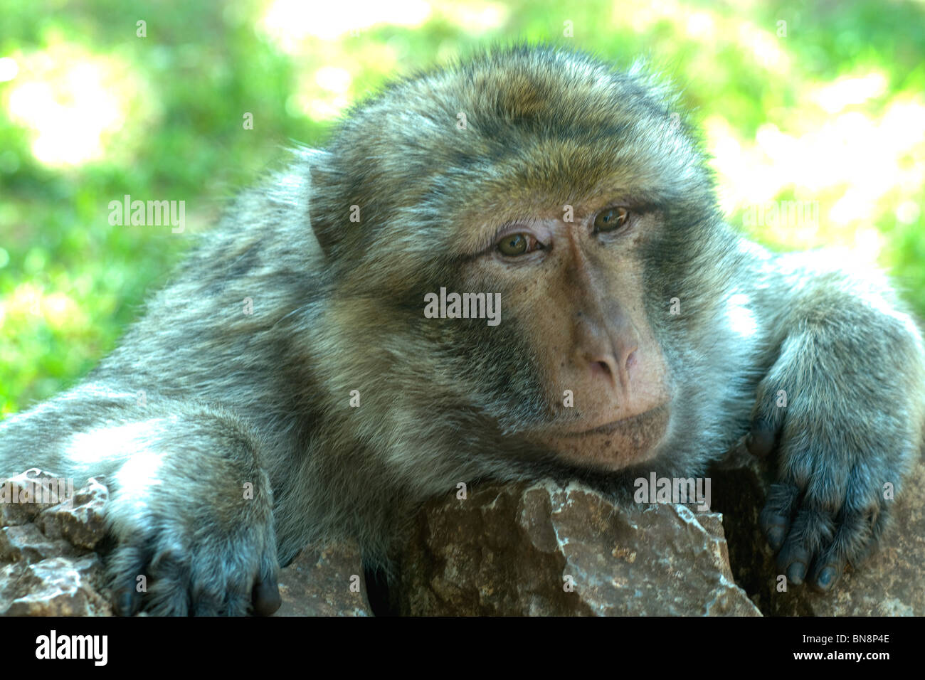 Un Barbary Macaque (o ape) guarda filosofico come egli si rilassa in 50 acri di parco boscoso di La Foret des Singes vicino a Rocamadour Foto Stock