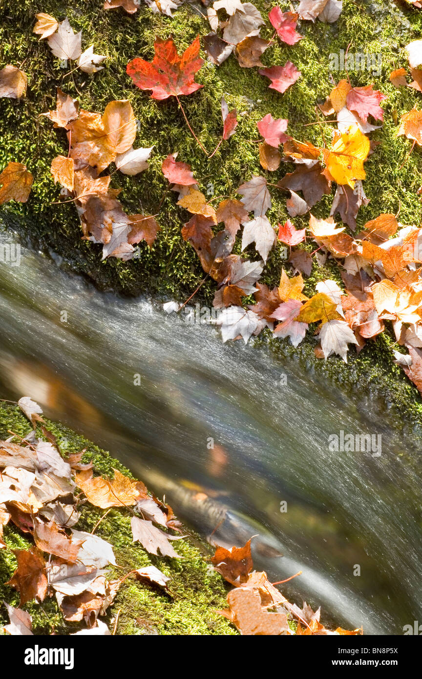 Foglie di autunno e cascata Foto Stock