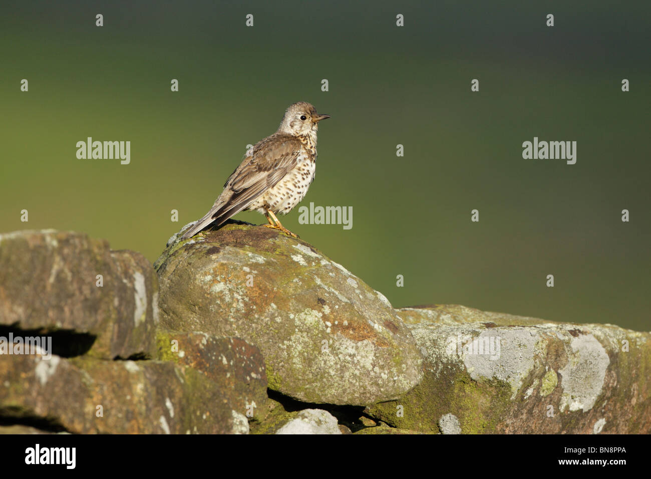 Giovani mistle tordo (Turdus viscivorus) appollaiato su un muro di pietra Foto Stock