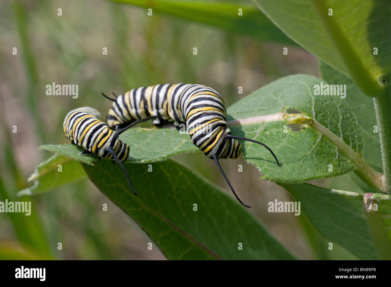 Farfalla monarca caterpillar Danaus plexippus alimentare su comuni Milkweed Asclepias syriaca E USA Foto Stock