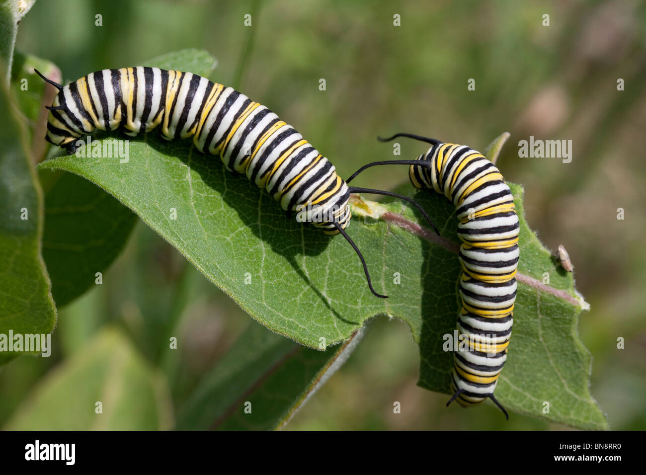 Farfalla monarca bruchi Danaus plexippus alimentare su comuni Milkweed Asclepias syriaca E USA Foto Stock