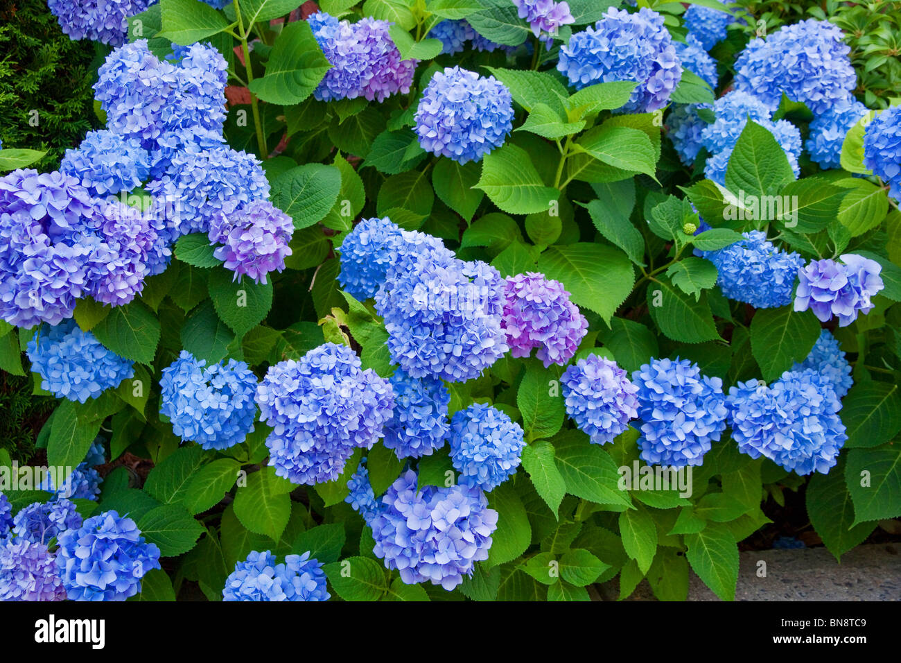 Hydrangea macrophylla. Foto Stock