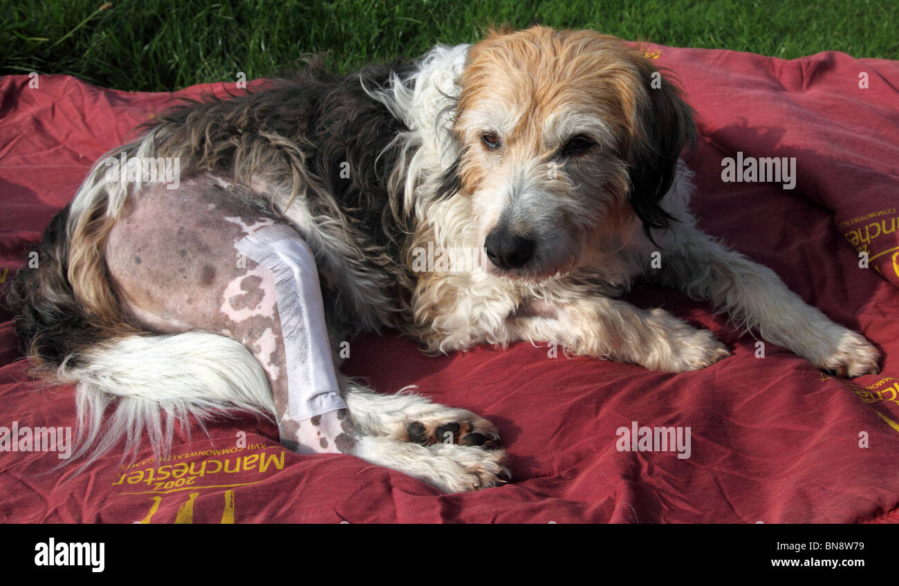Il recupero del cane da un'operazione di riparazione di un cranio fratturato il legamento crociato chirurgia tplo Foto Stock
