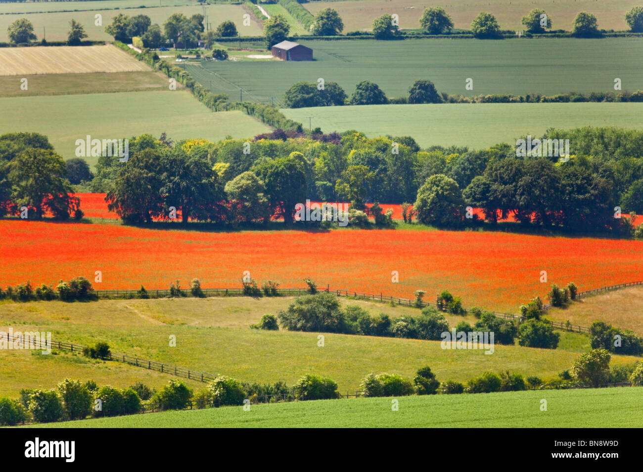 Un enorme coltre di campo di papavero (Papaver rhoeas) Estate, Bedfordshire Foto Stock