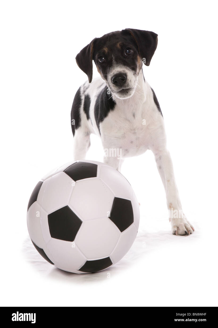 Jack Russell Terrier cucciolo singolo con Studio di calcio, REGNO UNITO Foto Stock