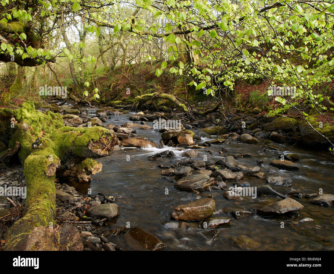 Flusso di primavera di scena a Llanwonno, Rhonda, Galles del Sud Foto Stock