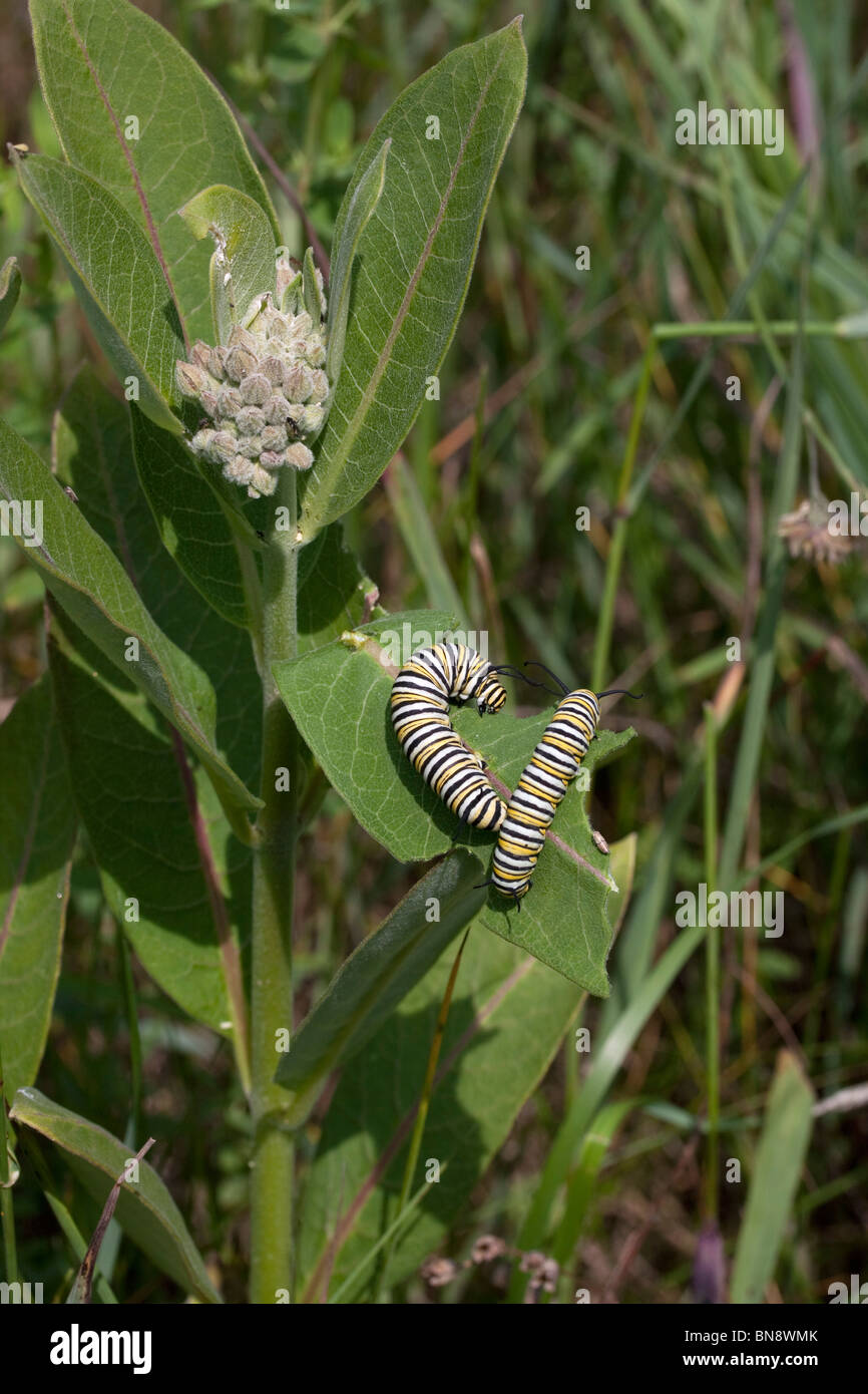 Farfalla monarca bruchi Danaus plexippus alimentare su comuni Milkweed Asclepias syriaca E USA Foto Stock