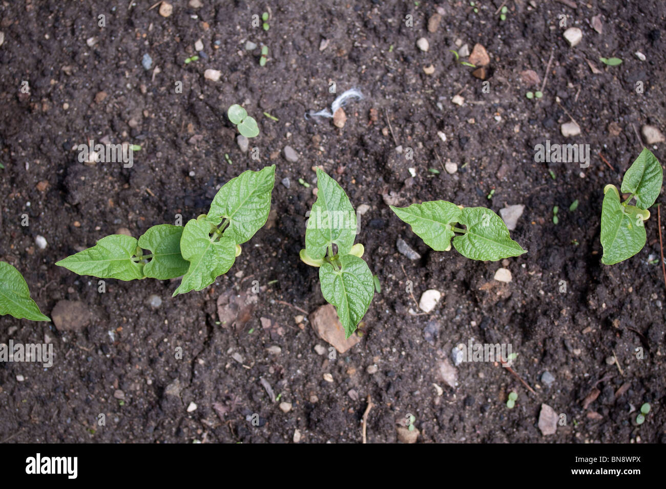 Germinando Giardino piante di fagiolo di crescita prima E STATI UNITI D'AMERICA Foto Stock