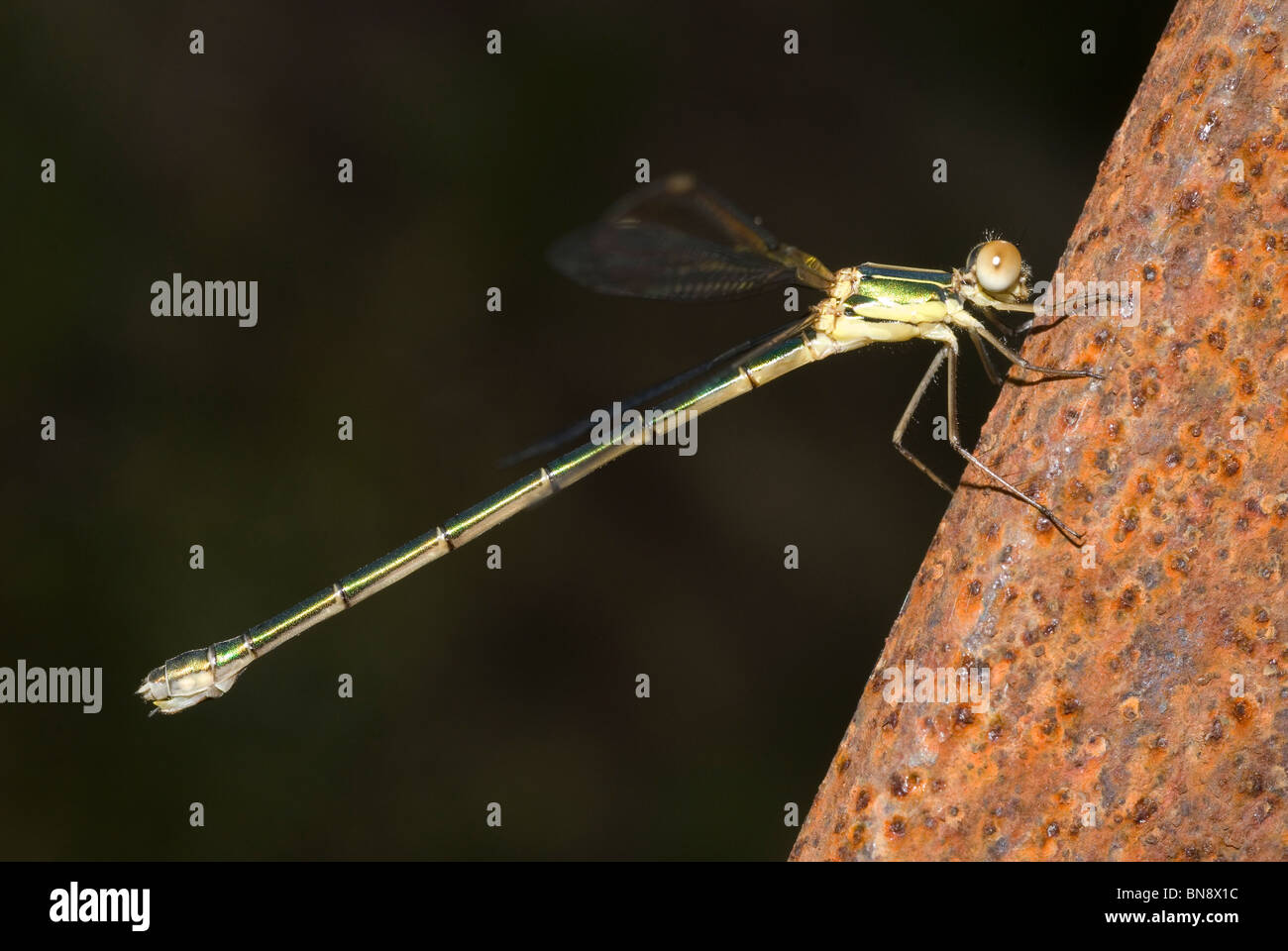 Western Willow Spreadwing (Lestes viridis) Foto Stock