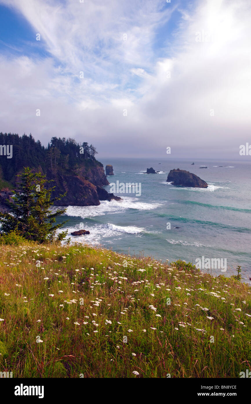 Yarrow fiorisce sul robusto promontori di Oregon è stato Boardman parco affacciato sull'Oceano Pacifico. Foto Stock