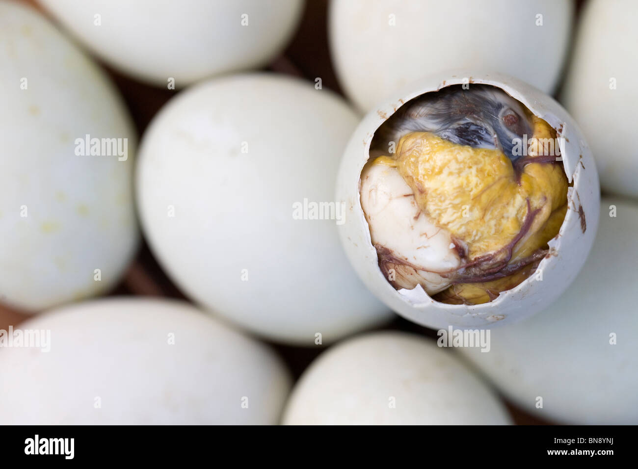 Un aperto balut, o cotte fertilizzato Duck egg, è raffigurato tra gli altri intero balut uova in Oriental Mindoro, Filippine. Foto Stock