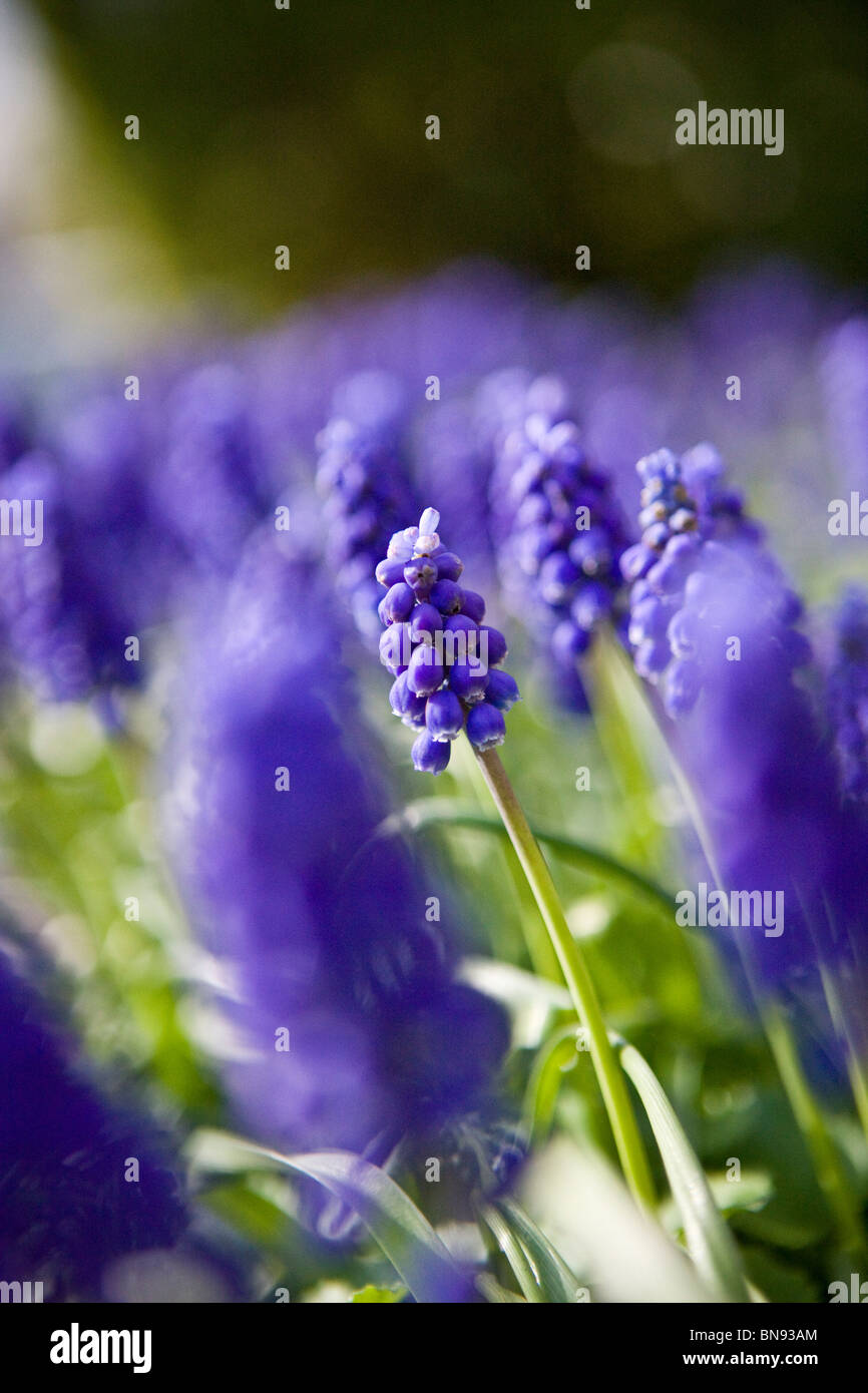 Giacinti d'uva in primavera Foto Stock