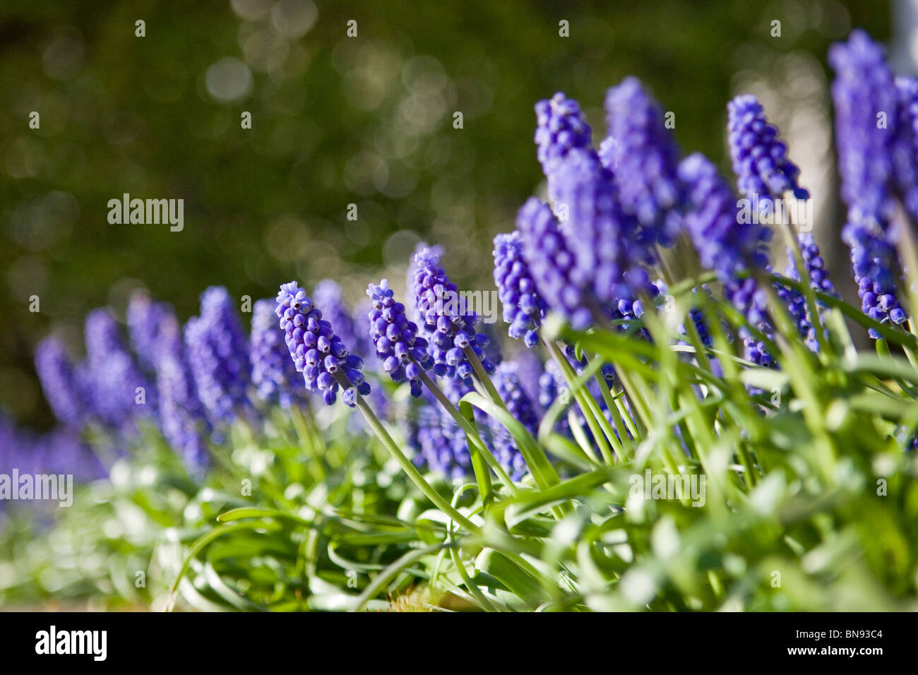 Giacinti d'uva in primavera Foto Stock