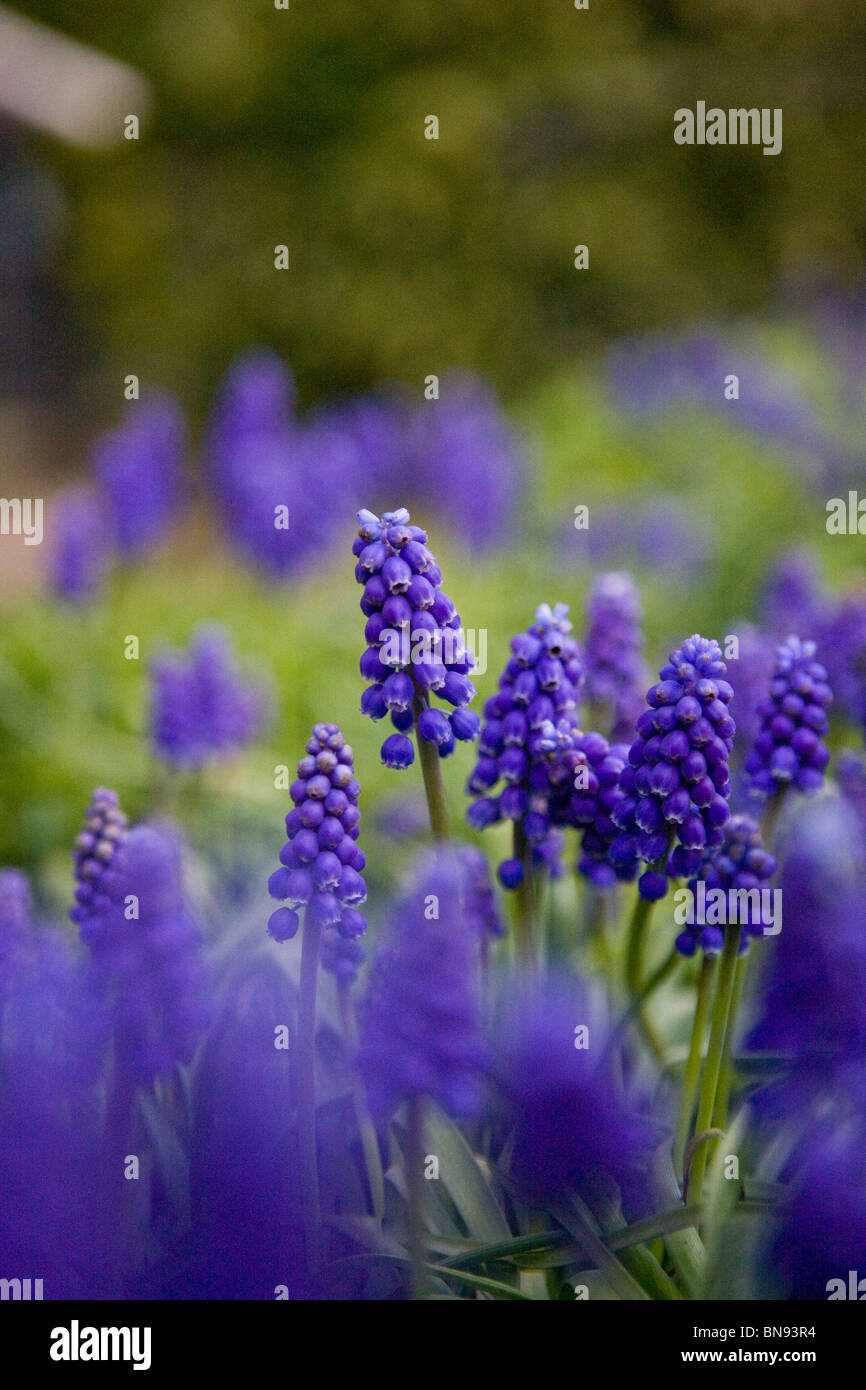 Giacinti d'uva in primavera Foto Stock