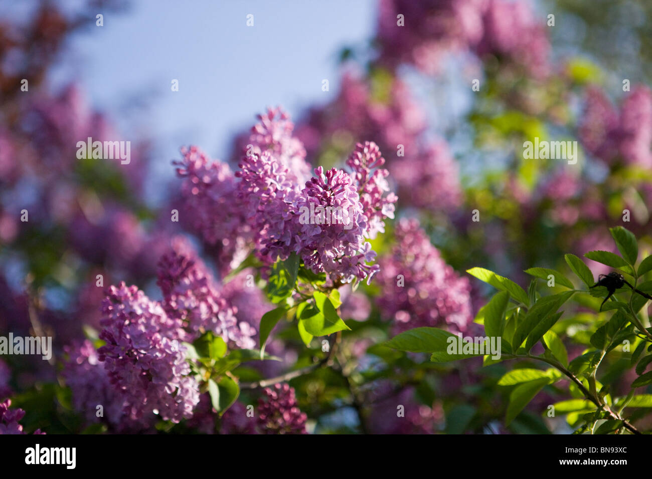 Fiore lilla in primavera Foto Stock