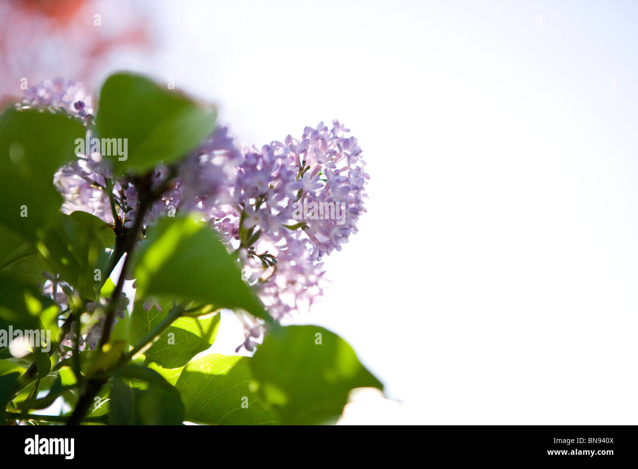 Fiore lilla in primavera Foto Stock