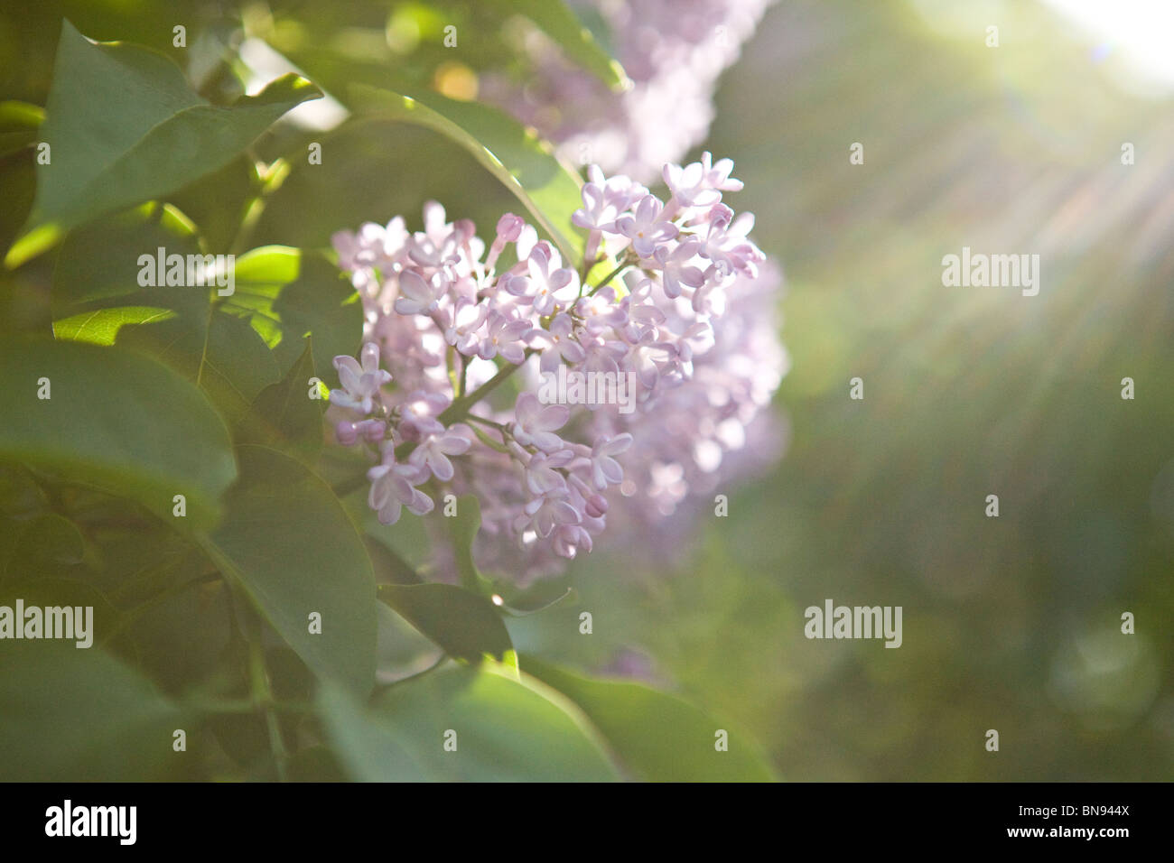 Fiore lilla in primavera Foto Stock