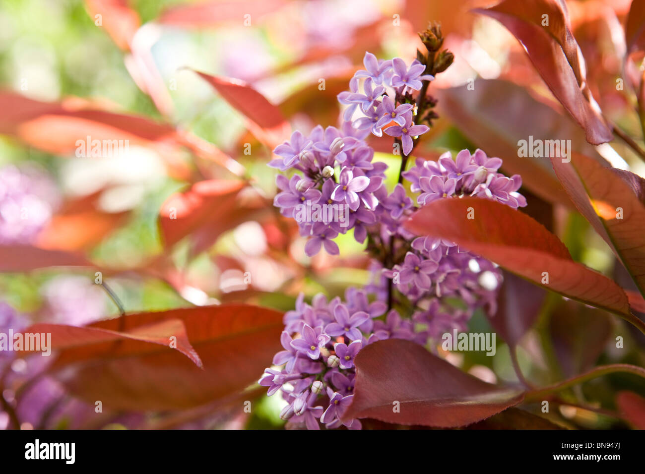 Fiore lilla in primavera Foto Stock