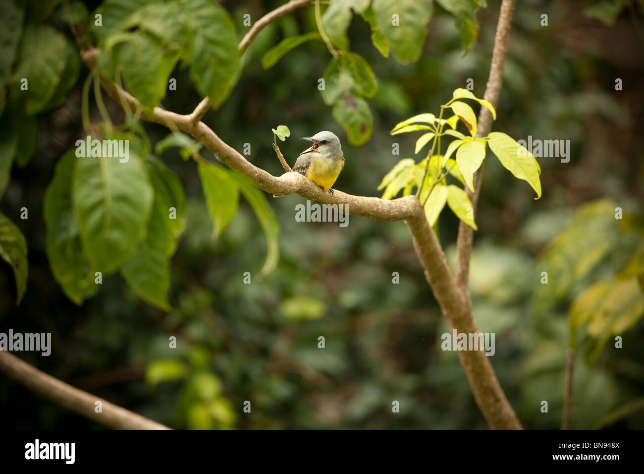Un uccello di montagna tropicale, Tyrannus melancholicus, canta vicino Cerro la Vieja, nelle alture della provincia di Cocle, Repubblica di Panama. Foto Stock