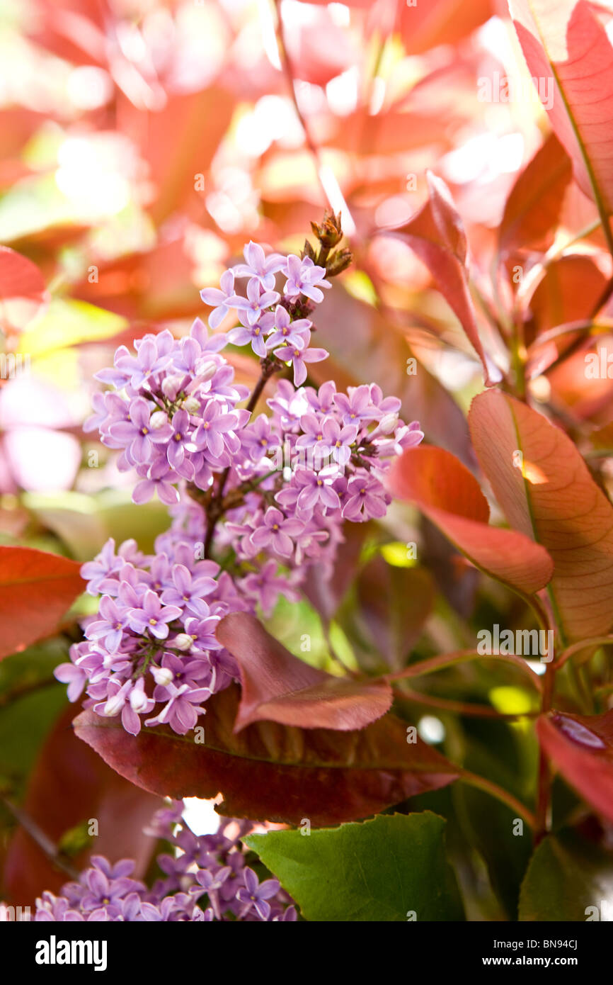 Fiore lilla in primavera Foto Stock