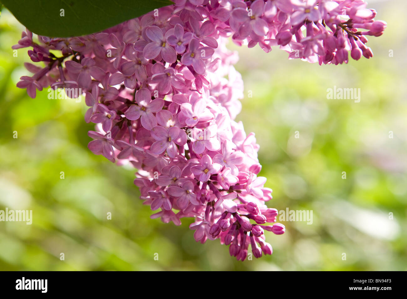 Fiore lilla in primavera Foto Stock