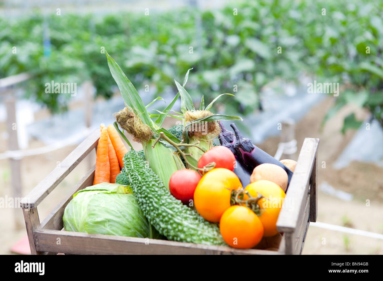 Scatola di verdure fresche in giardino la messa a fuoco del differenziale Foto Stock