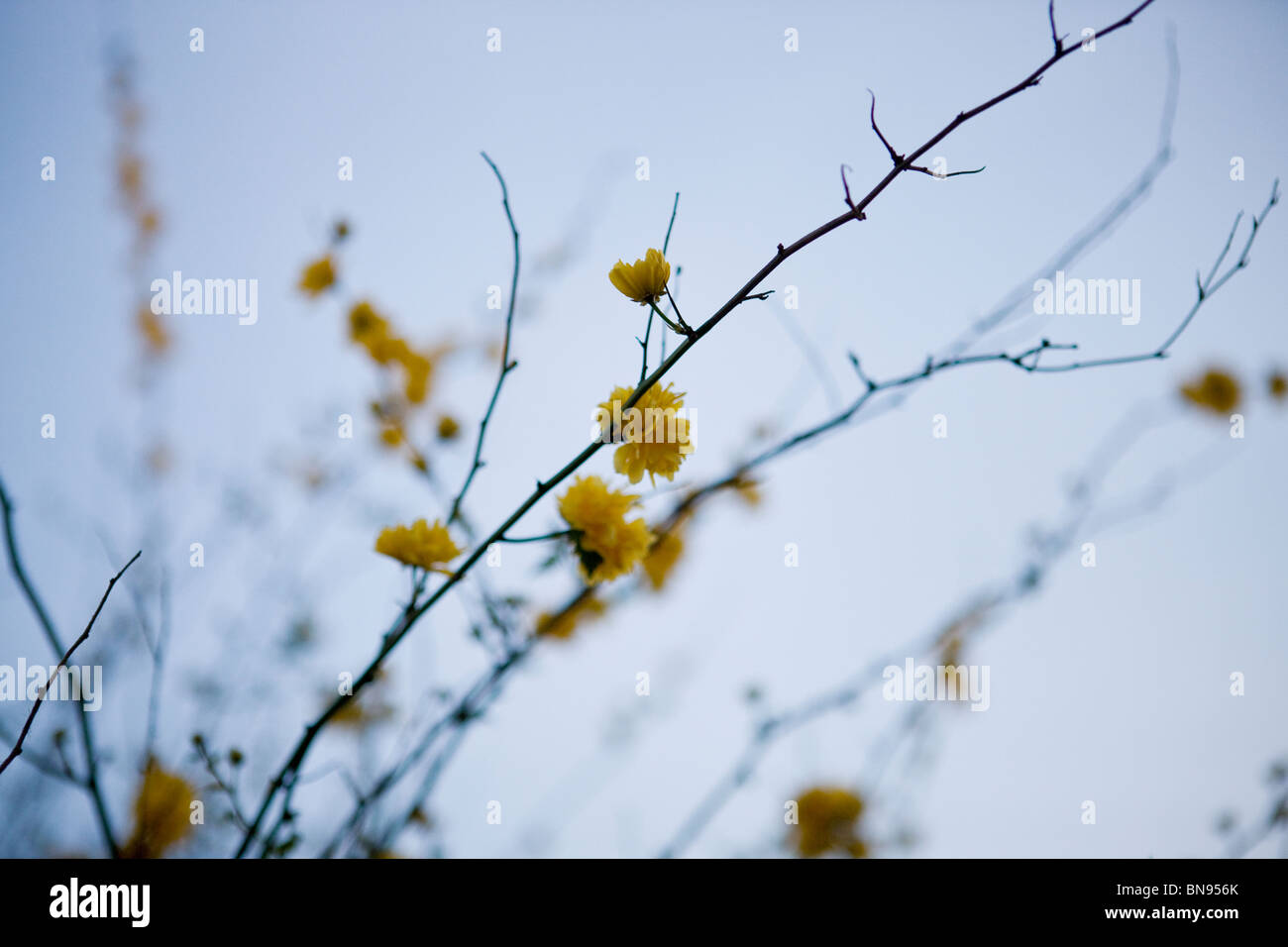 Rami di Kerria japonica con fiori gialli in primavera Foto Stock