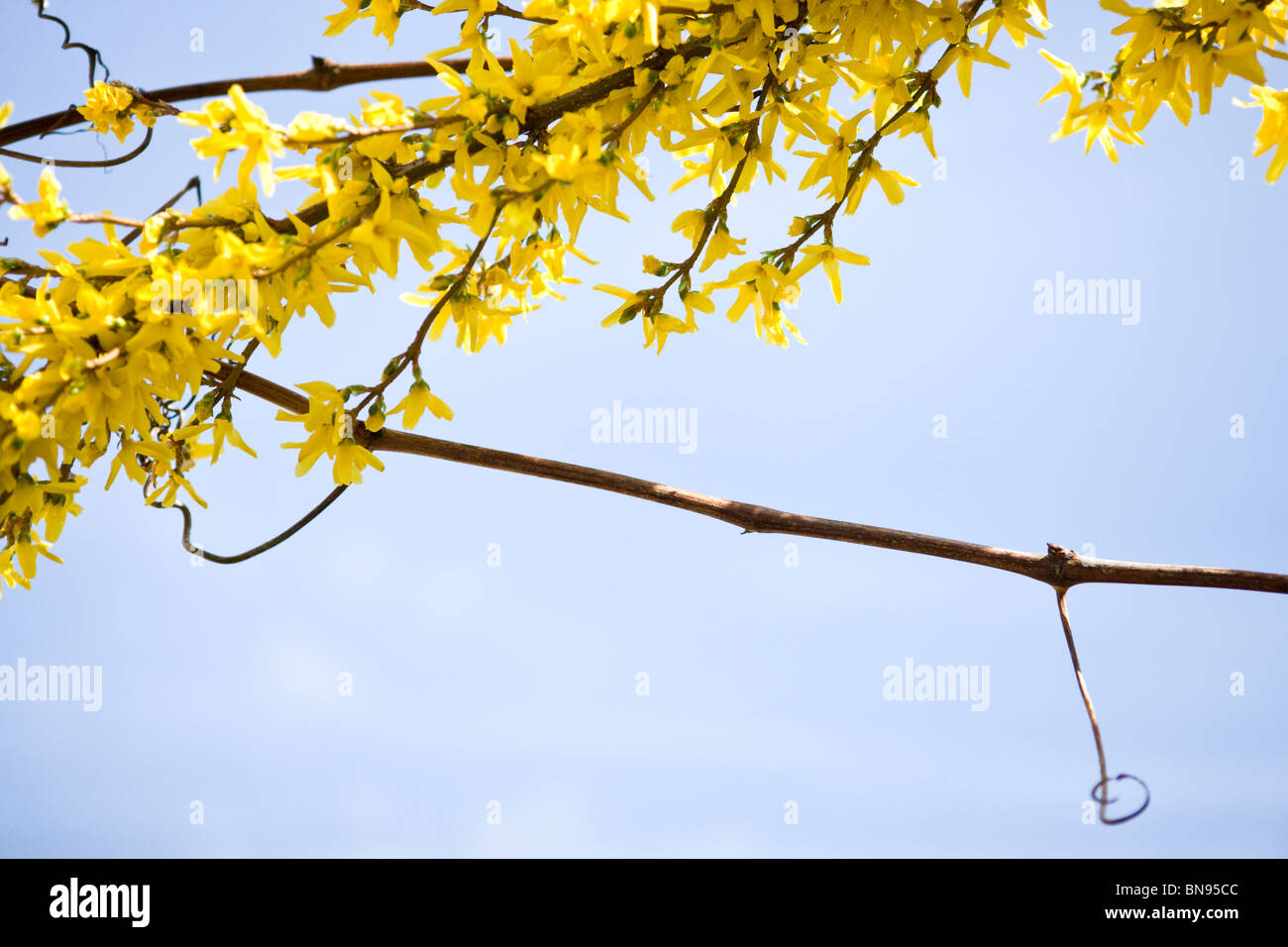 Rami di coltivazione di fiori gialli in primavera Foto Stock