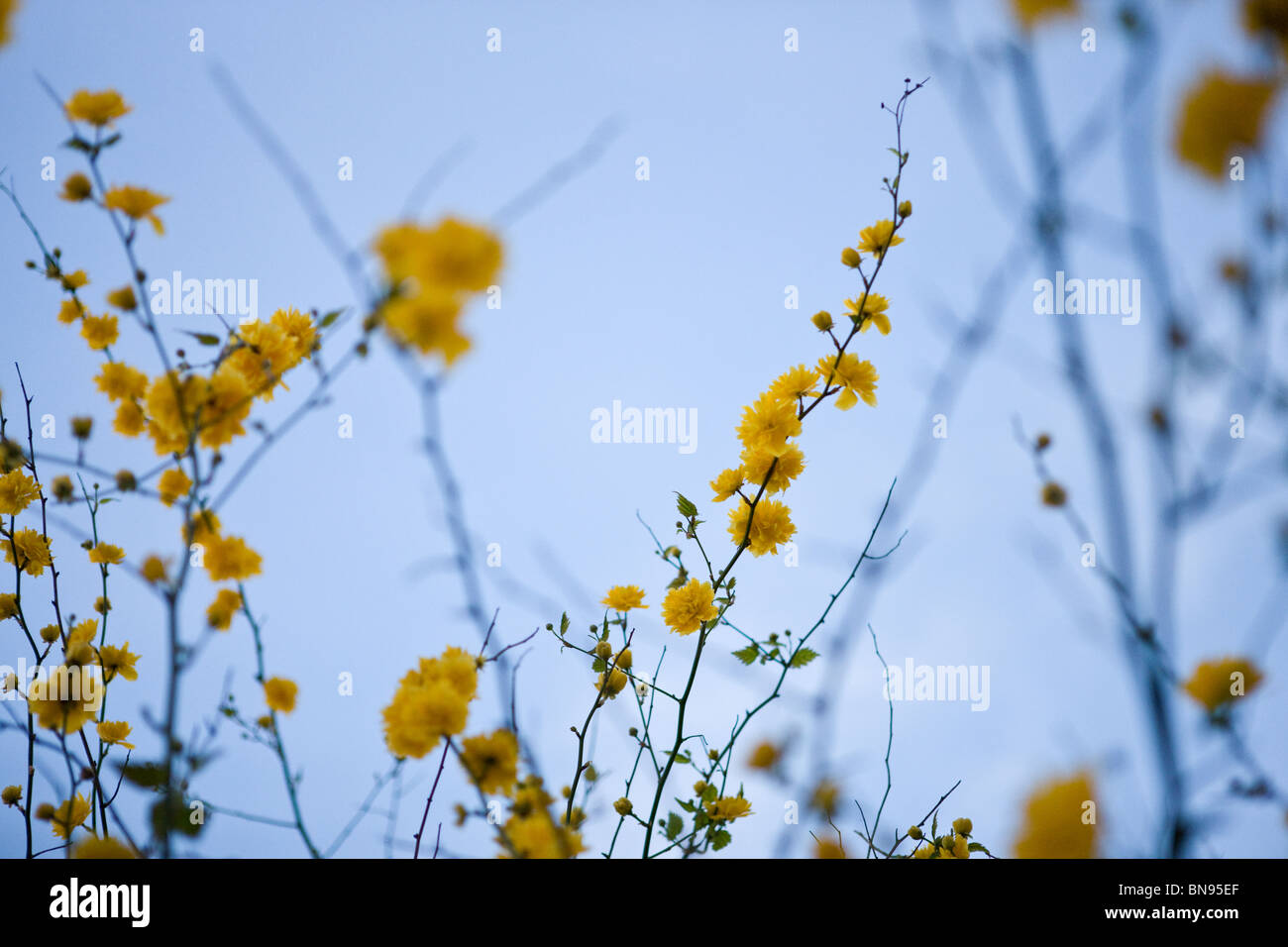 Rami di Kerria japonica con fiori gialli in primavera Foto Stock