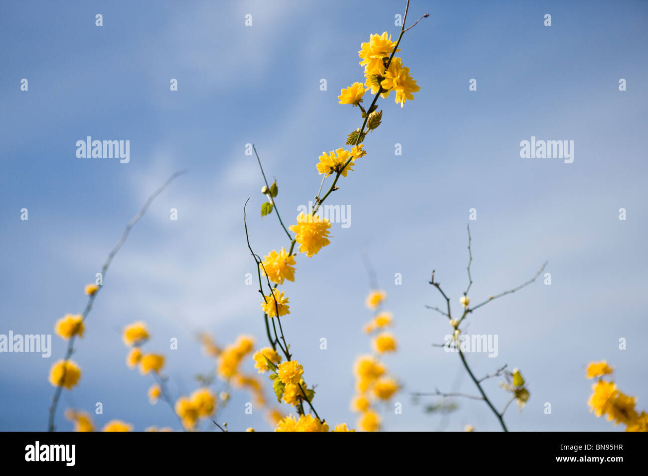 Rami di Kerria japonica con fiori gialli in primavera Foto Stock