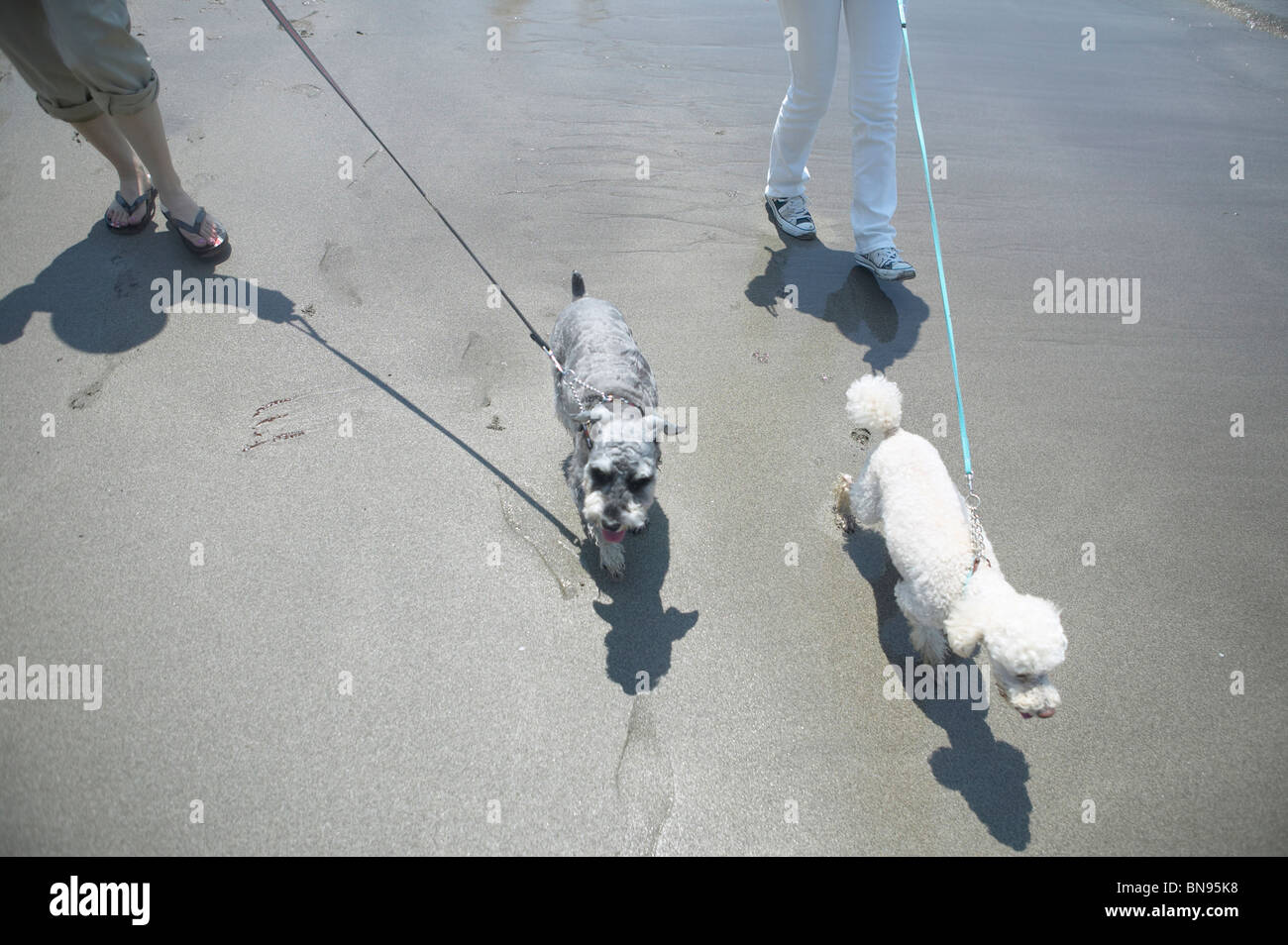 Giovane a piedi i loro cani sulla spiaggia Foto Stock