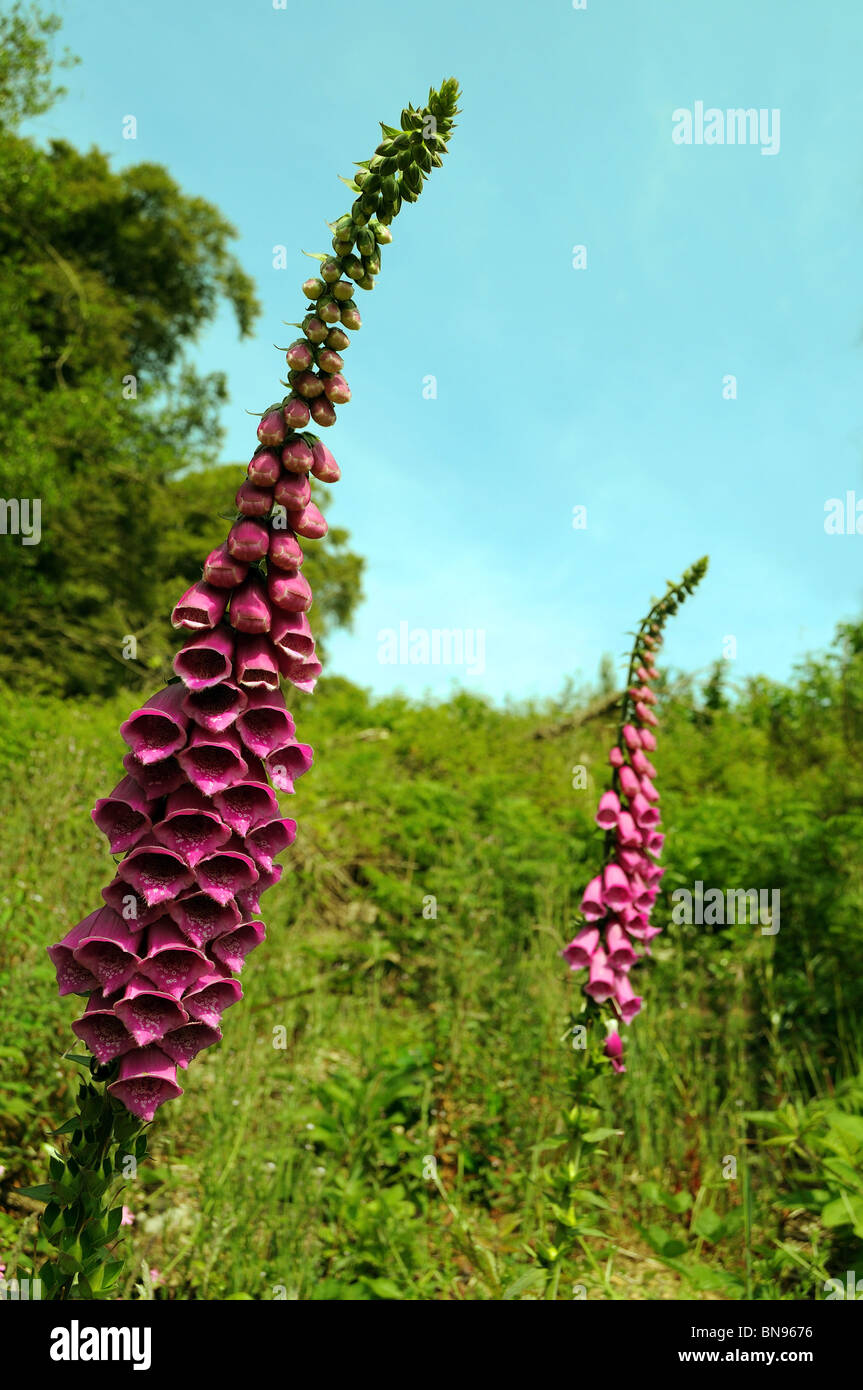 Foxgloves fioritura nella campagna della Cornovaglia Regno Unito Foto Stock