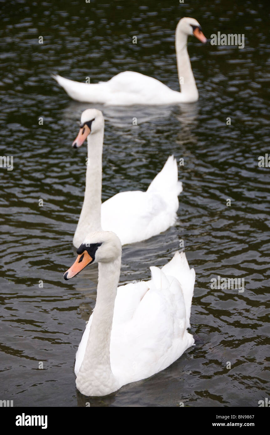 Tre cigni nuotare nel fiume Ystwyth in Aberystwyth Foto Stock