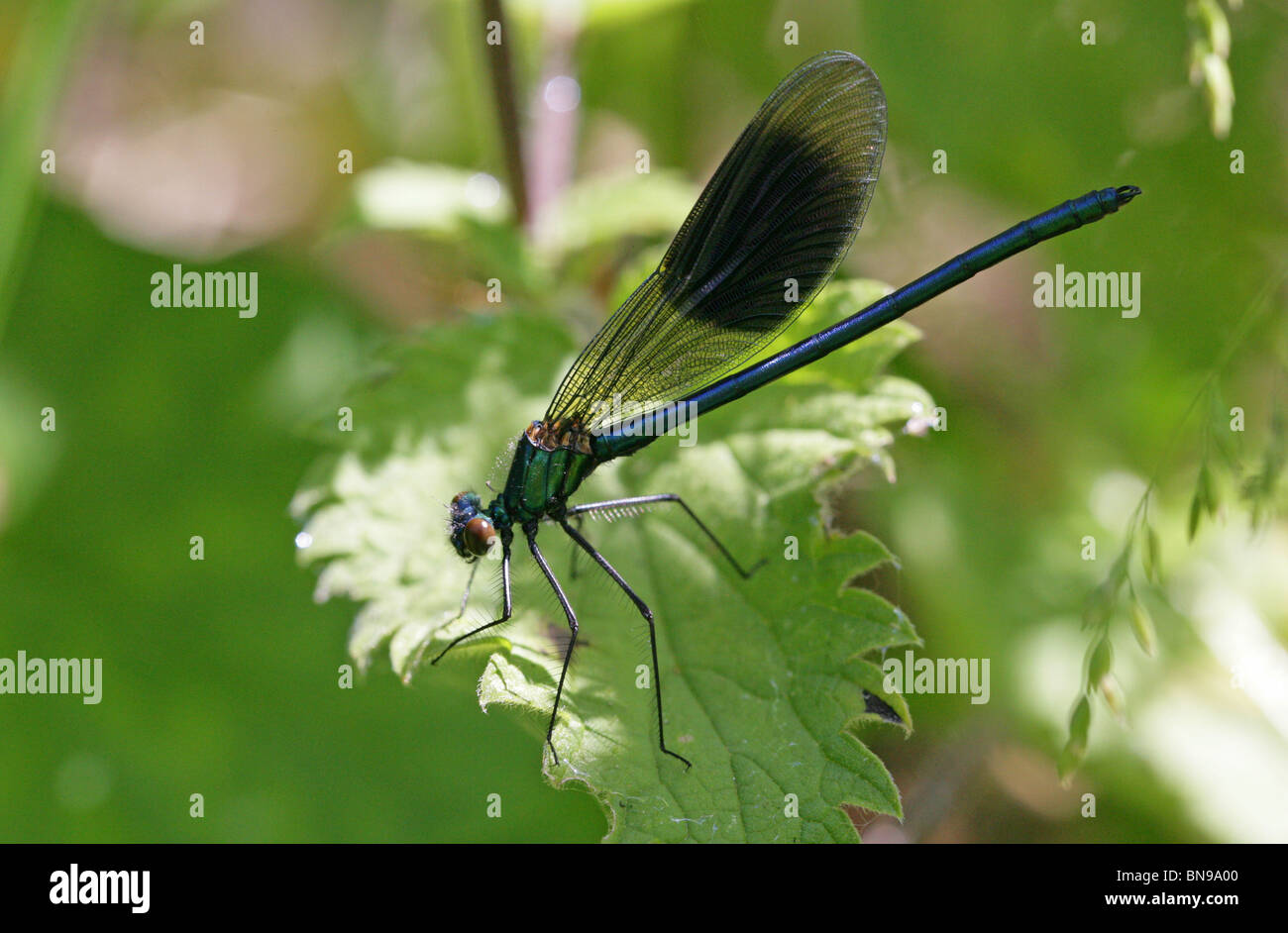 Nastrare maschio Demoiselle fanciulla Fly o nastrati, Agrion Calopteryx splendens, Calopterygidae, Zygoptera, odonati Foto Stock